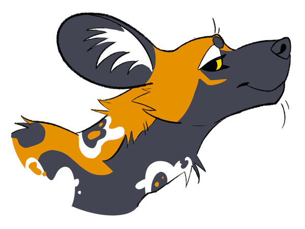 Headshot - Drongo Headshot - Drongo