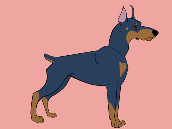 Fullbody - Doberman